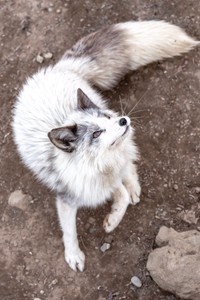 プラチナキツネの側面からパシャリ（提供：狐仙人乃弟子 トコノオルタさん）