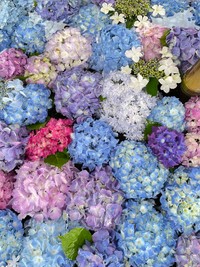 いろとりどりの紫陽花の花手水（画像提供：荘内神社さん）