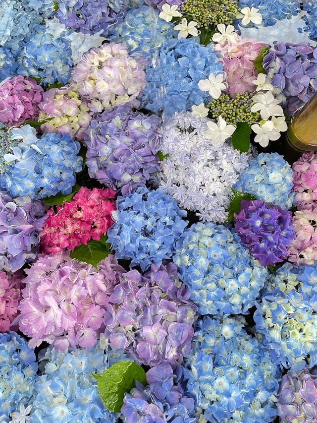 いろとりどりの紫陽花の花手水（画像提供：荘内神社さん）