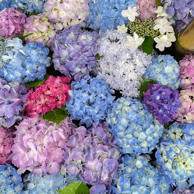 いろとりどりの紫陽花の花手水（画像提供：荘内神社さん）