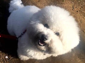 壁紙をかじり、床も掘っちゃう！　やんちゃなビションフリーゼの「ヤン」　