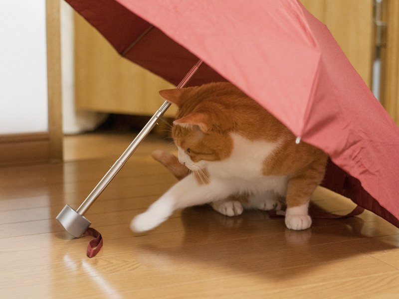 「わ！こんなところに蛇が！」（小林写函撮影）