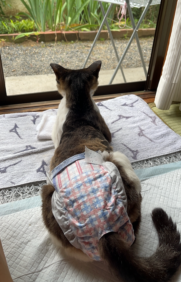 座れるようになってお外を眺めるとも君（提供画像）