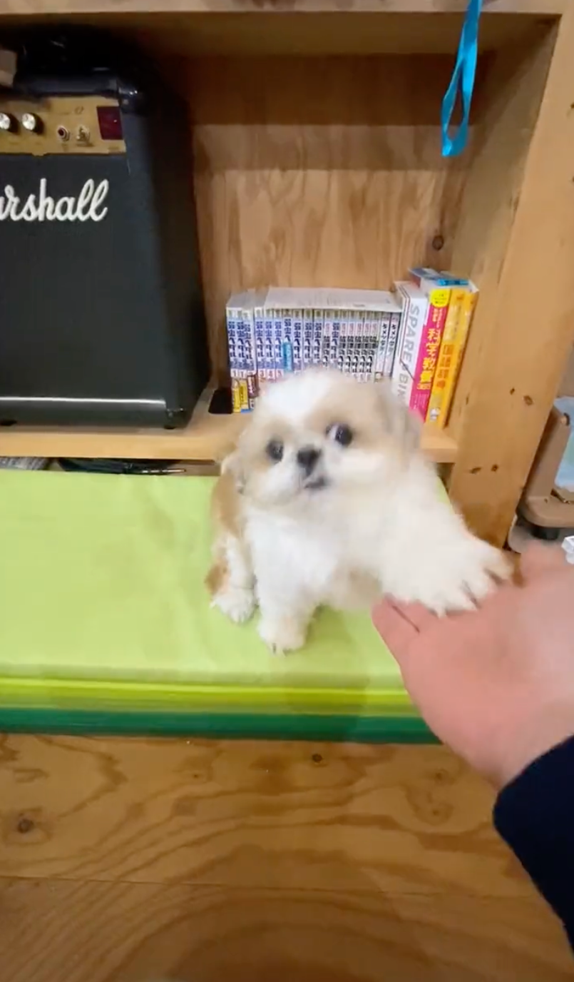 気合のお手！だ！！＝小谷&名犬おすし号さん（@bushidojodo）提供