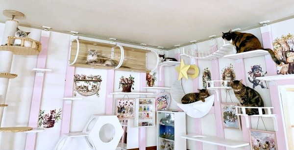 飼い主さんお手製のキャットウォークで過ごすりぶちゃんたち（画像提供：べじたりあん。さん）