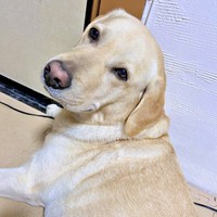 飼い主さんと目が合うとニヤリ顔になったロキくん（画像提供：ロキの相方さん）