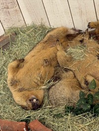 足の指切断手術を終えて安心したのかへそ天で眠るココア（2025年6月撮影）