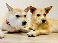 仲良く手をつなぐパフィちゃん（左）とココアくん（右）（画像提供：誠樹ナオさん）