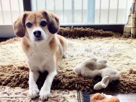 生まれ変わり記念にパシャ　多頭飼育崩壊のレスキュー犬、ビーグルミックス「ルーツ」