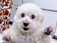 飼い主さんの携帯が落ちそう！ 猛スピードで受け止めようとしたぽむくん（画像提供：ぽむぽむたけおさん）
