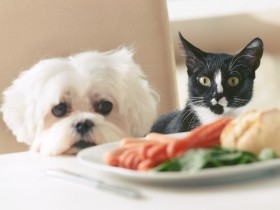 食べ物以外に植物も注意が必要！ 犬や猫が食べてはいけない食べ物
