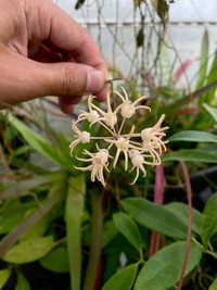 「Hoya polypus（ホヤ・ポリープス）」（伊藤彰洋さん提供）