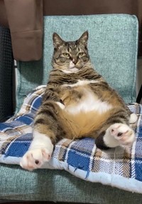 「テレビでも観るかにゃ〜」（提供：にゃんてこった。さん）