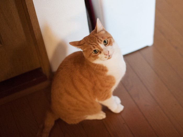 「おばちゃん、ガーゼ持ってニコニコ、どうしたの？」（小林写函撮影）