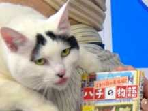 こまり顔の猫「ハチ」が本に　脱走事件などエピソード満載！