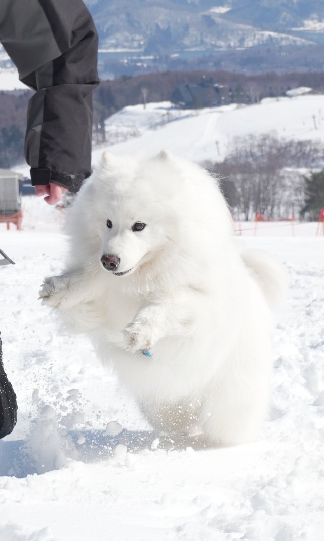 早くも次の「オンシーズン」が楽しみ！（画像提供：THE DAZS ダッツファミリーCh.さん）