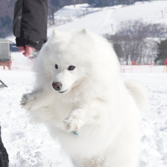 早くも次の「オンシーズン」が楽しみ！（画像提供：THE DAZS ダッツファミリーCh.さん）