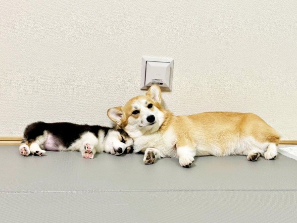 新たに家族になった妹・ポルテちゃんと添い寝するコパンちゃん（画像提供：まろ眉のコパンさん）