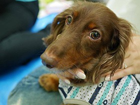 ピクニック楽しかったね！　カニンヘンダックス「タロ」