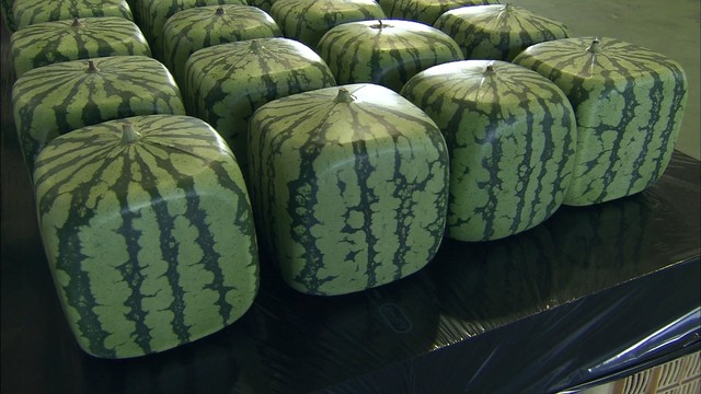 ユニークな形が人気「四角スイカ」が農産品の保護制度に登録　香川・善通寺市