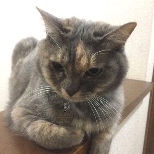 少し毛がふんわりしている母猫マリア