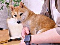 膝上にちょこんと座るもにちゃん（画像提供：しょんぼり顔のもにさん）
