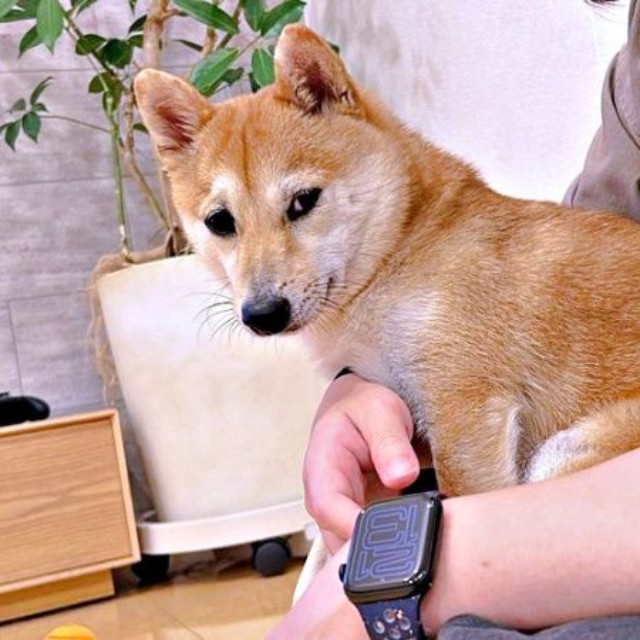 膝上にちょこんと座るもにちゃん（画像提供：しょんぼり顔のもにさん）