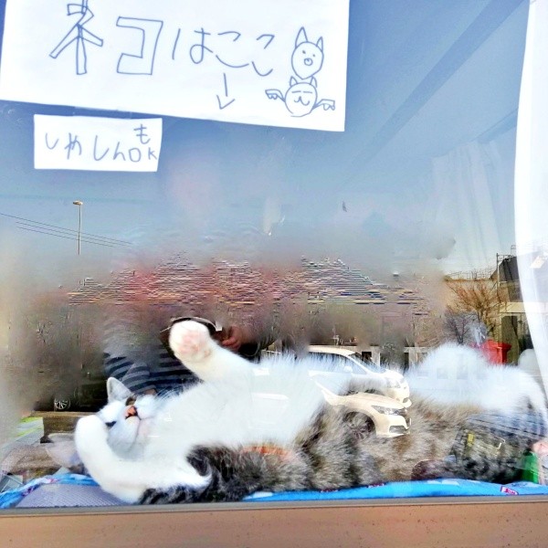 ゴロンとへそ天！ すやすや眠るごまおさん（画像提供：あすか 着物と猫とカネコ系さん）
