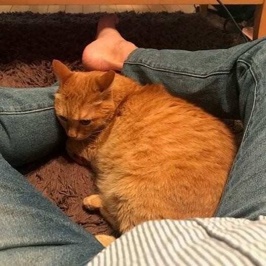 「しょうがないから寝ちゃえ」。猫ホイホイ作戦、成功