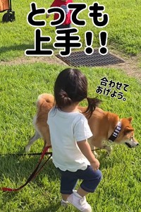 ゆーちゃんの歩幅に上手に合わせるむぎちゃん（提供：＠shiba_mugistaさん）
