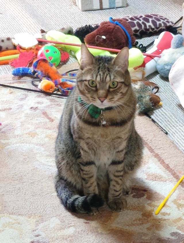 おもちゃがいっぱいあるの＝gatita_himawariさん提供