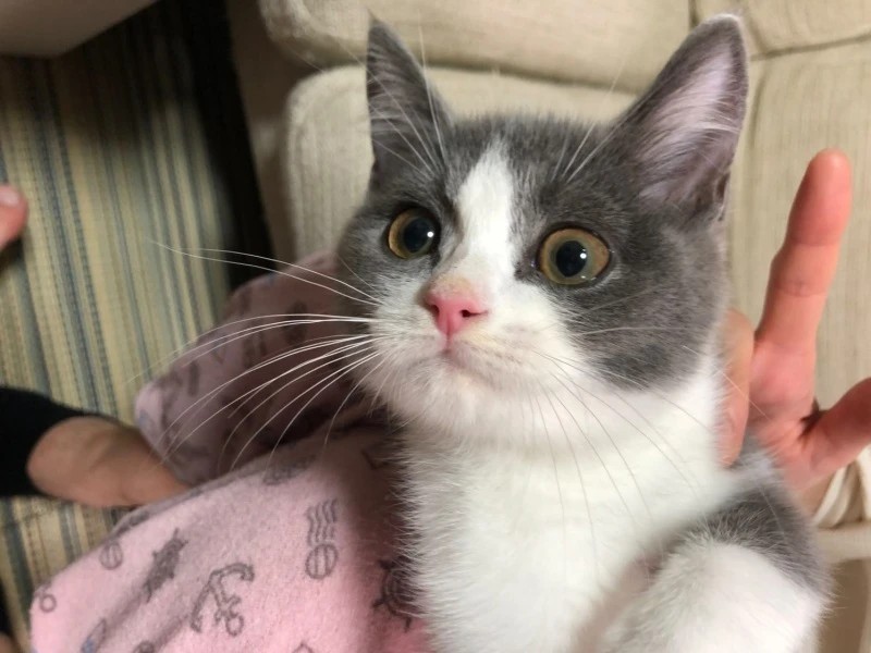 家にきたころの「てん」

