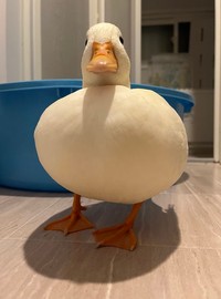 身体だけでなくボディにもご注目！（提供：コールダックしろみと従者🍰さん）