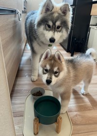 キッチンで飼い主さんを見つめる（手前から）ほたてくん、しらすくん（画像提供：しらすとほたてさん）