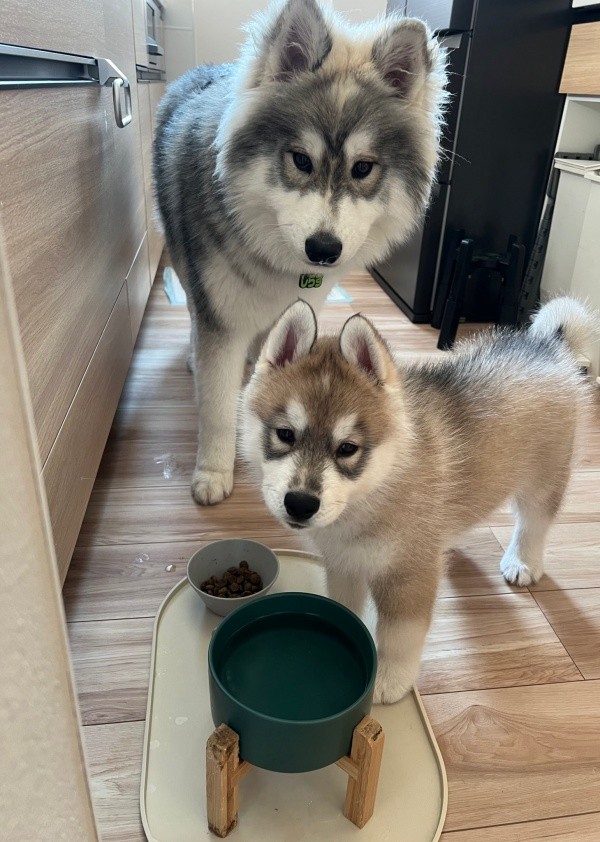 キッチンで飼い主さんを見つめる（手前から）ほたてくん、しらすくん（画像提供：しらすとほたてさん）