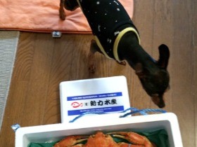 好奇心旺盛なハンター　初めての食べ物に興味津々