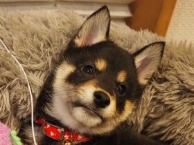 いまのうち！　お兄ちゃんがいない間にベッドを占領してくつろぐ柴犬「こね」