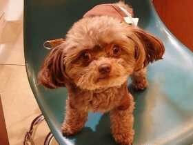 パパは恋敵！？　ママが好きすぎてやきもちをやくチワプー「マシュー」