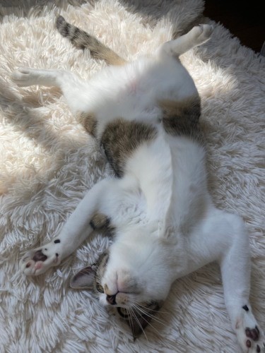 お花がぱっと咲いたような、お花屋さんの愛猫なずなちゃん（吉留さん提供）