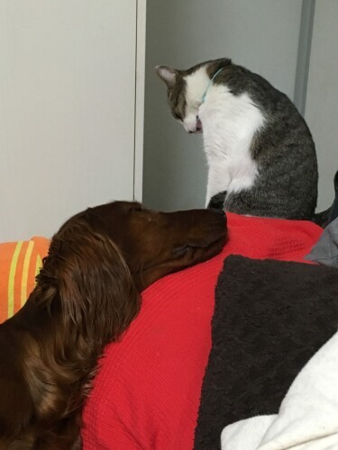 猫のたらこは、知枝さんの実家マンションの大きなゴミ箱に捨てられていた（知枝さん提供）