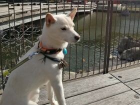 子どもたちの受験勉強に寄り添い癒やしを与える　元保護犬の北海道犬「こはく」