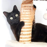 キャットタワーで遊ぶすーちゃん（画像提供：すーちゃんさん）