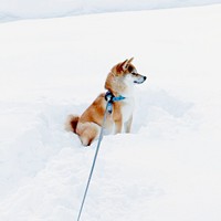 「帰るよ」と声をかけられても動こうとしないムギちゃん（画像提供：柴犬ムギさん）