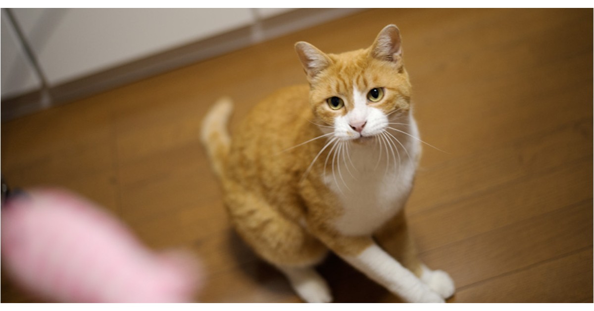野良猫 よく食べ遊ぶ 家での生活に慣れていく元野良猫「はち」 見えてきた