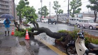 国道沿いの街路樹が歩道に倒れる　けが人なし　植えてから50年以上経過　岡山・中区