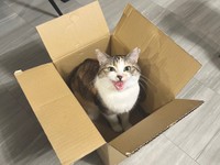 ニャーンとおねだりするネネちゃん（画像提供：パステル三毛猫_ネネさん）