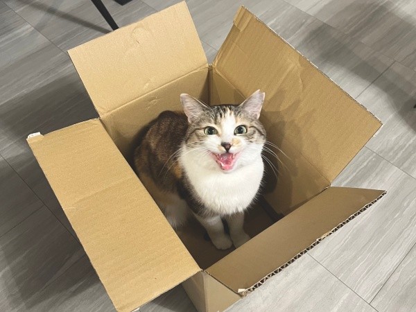 ニャーンとおねだりするネネちゃん（画像提供：パステル三毛猫_ネネさん）