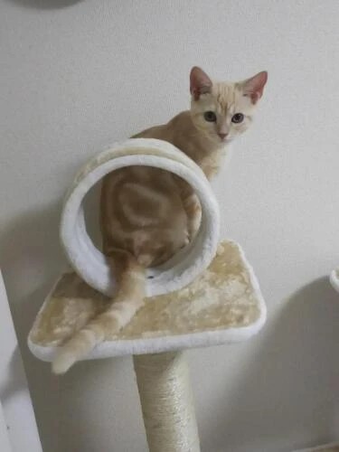 家にきたころの「うず丸」