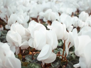 わたしの好きな人はバツイチだけど、何か問題ある？