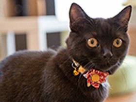 猫のしぐさや行動から、猫の気持ちを解説した「ねこ語辞典」